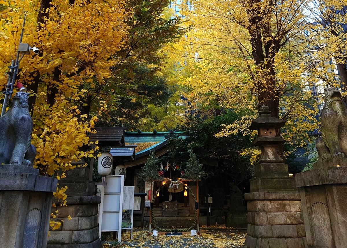 鬼王神社紅葉(イチョウ).JPG